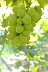 Japanese grape in vineyard of Okayama,Japan