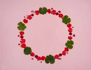 Flower wreath. Green leaves and red pelargonium flowers on a light pink background.