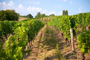 Vue sur les vigne en France