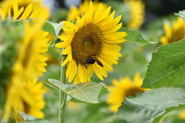 ひまわりとハチ