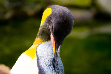 Vögel in der Natur © JohnStevenKonstantin