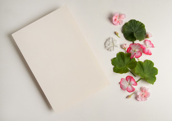 Flower composition. Paper blank, green leaves, white and pink pelargonium flowers on a white background. Free space for your text.