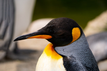 Vögel in der Natur