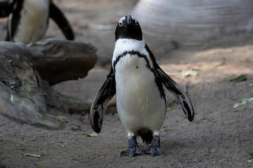 Fototapeta premium Vögel in der Natur