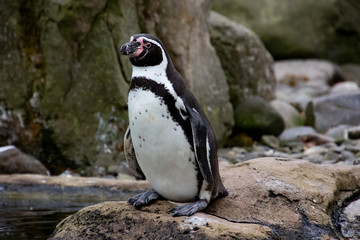 Fototapeta premium Vögel in der Natur