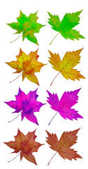 Set of watercolor autumn  bright colored maple leaves( green, orange, purple and red) isolated on white background