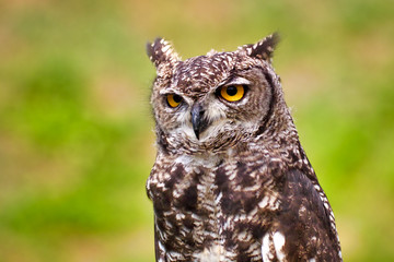 Great Horned Owl, Bubo Virginianus Subarcticus,
