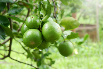 Lemons in nature background.