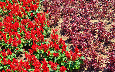 Beautiful view with blooming flowers in the botanical garden