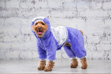 Small funny dog of brown color with curly hair of toy poodle breed posing in clothes for dogs....