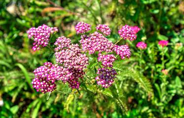Beautiful view with blooming flowers in the botanical garden