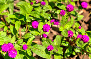 Beautiful view with blooming flowers in the botanical garden