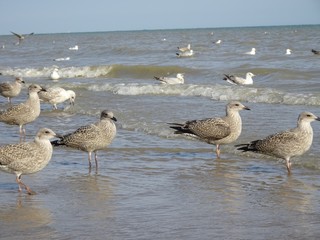 Die Möwen von Hastings