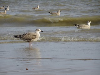 Die Möwen von Hastings