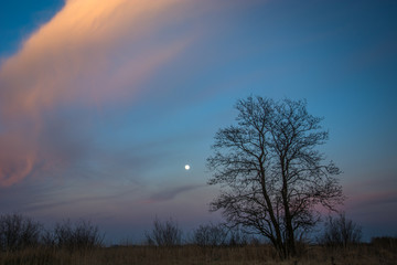 Tree without leaves, clouds and moon, night view