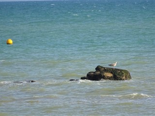 Fototapeta premium Möwen von Hastings