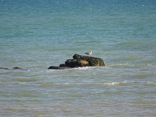 Fototapeta premium Möwen von Hastings