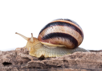 Bright cute snail