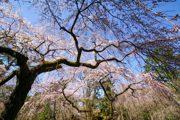 京都御苑近衛邸跡の糸桜