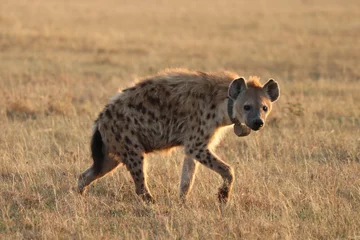 Foto op Aluminium Spotted hyena with GPS collar walking, Masai Mara National Park, Kenya. © Marie