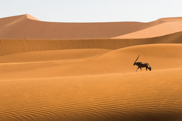 Oryx/gemsbok in the sand dune in the Namibian desert