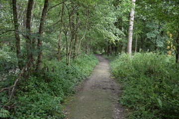 Fototapeta premium Landschaft