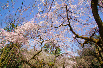 京都御苑近衛邸跡の糸桜