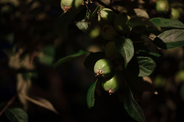 Apple tree branches on a dark background. Apples on the branches.