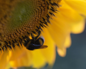 Nahaufnahme einer Hummel im Gegenlicht auf einer Sonnenblume mit leuchtenden Blütenblättern im Hintergrund - 287184286