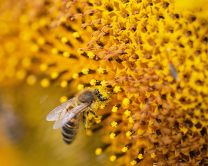 Biene bedeckt mit Blütenstaub auf einer Sonnenblume - 287184418
