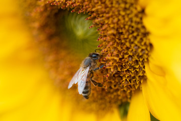 Biene auf einer Sonnenblume Nahaufnahme - 287184454