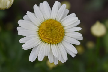 Obraz premium Daisy flower