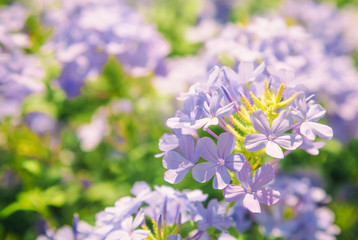 Plumbago flowering plant, known as Plumbago Capensis or blue plumbago, Cape plumbago or Cape leadwort. Tropical evergreen flower shrub on the streets of Israel.