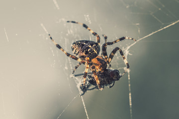 Cross spider on a web with caught prey, close up view