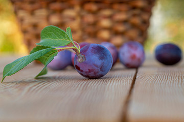 Harvesting plums. Plums close-up on the background of other plums on the table and goats in the autumn garden.