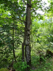 Fototapeta premium Umarmende Bäume