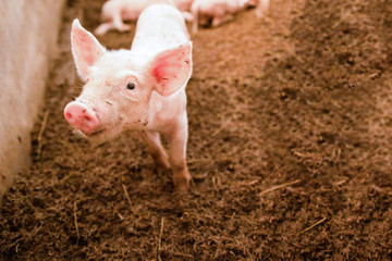 Pink piglets standing on the chaff are raised in an organic pig farm, looking at the camera.
