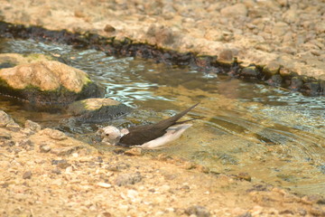 black winged stilt