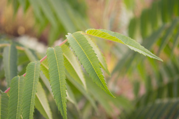 branch of wild acacia in the garden