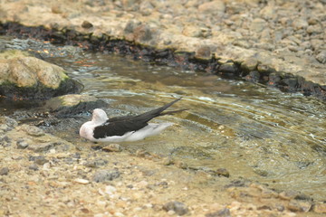 black winged stilt