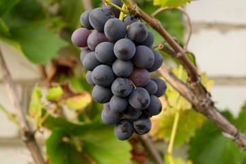 bunch of grapes on a branch