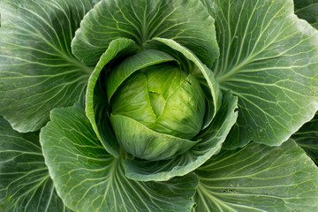 Obraz premium white cabbage close-up in the garden