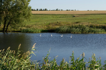 white swans on the lake