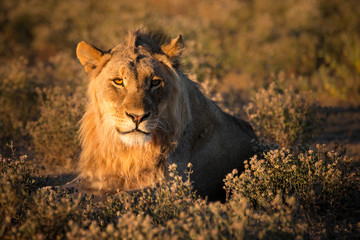 A young male Lion in the sunset