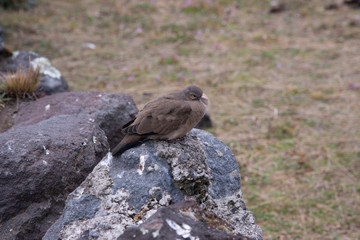 uccello