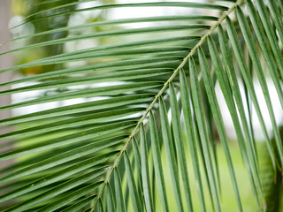 Close up of palm leaf in the city park.