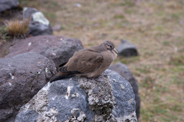uccello