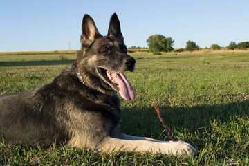 German shepherd lies in a clearing