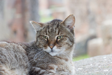 Close up view of three colored cat face.