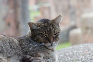 Close up view of three colored cat face.